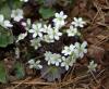 Hepatica henryi